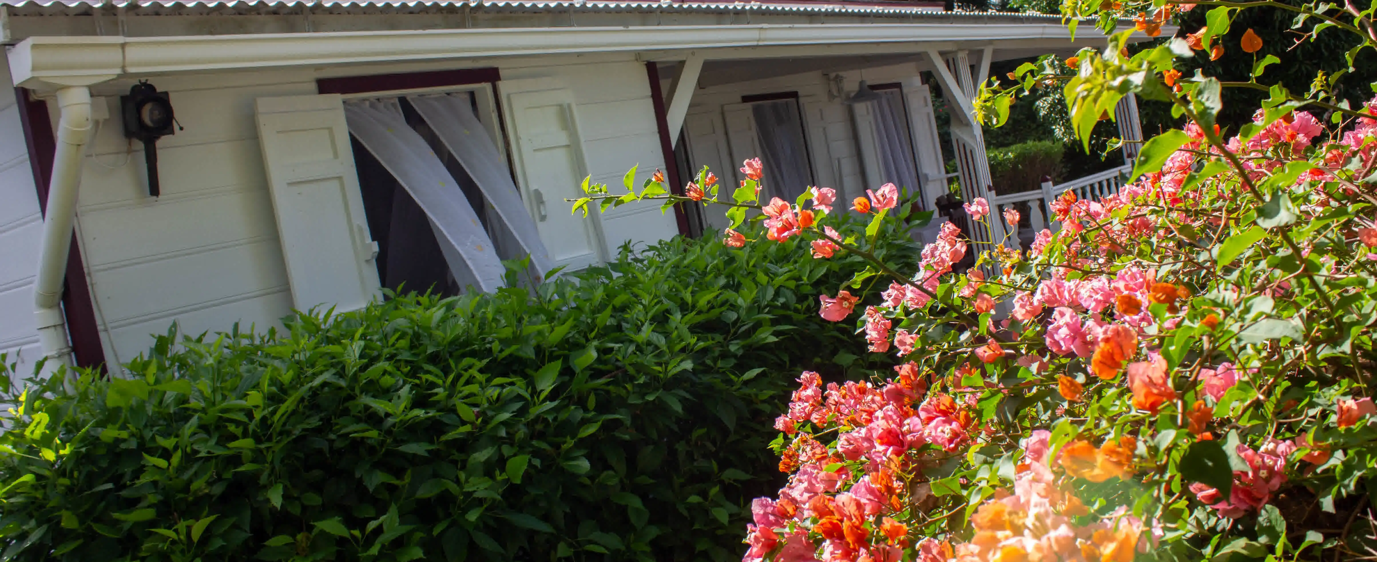 BOUGAINVILLEE